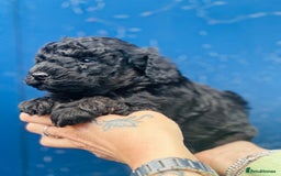 Miniature Poodle dogs for sale: Wow 🤩 how stunning  - Image 4