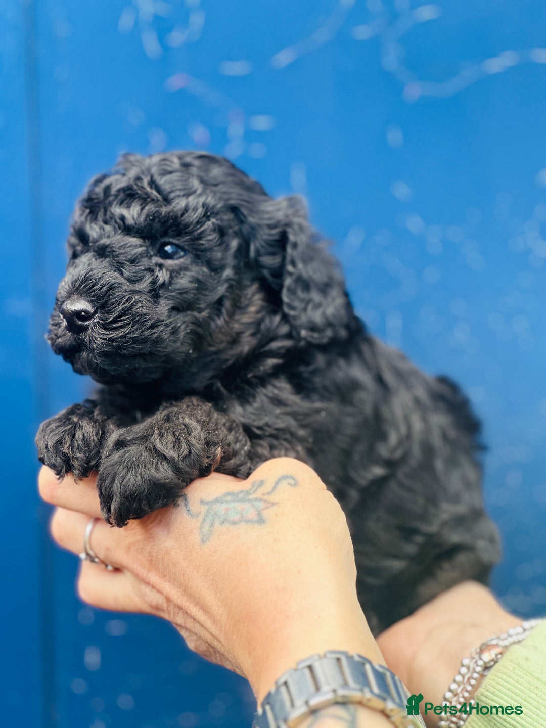 Miniature Poodle dogs for sale: Wow 🤩 how stunning  - Image 4