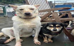 Mixed Breed dogs for adoption: Buddy - Norwich Norfolk  - Image 16