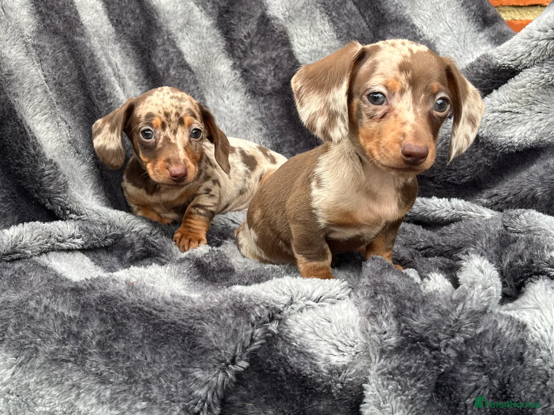 Miniature Dachshund dogs for stud: Mr Brown VERY SMALL Health tested KC reg Stud in Romford - Advert 5