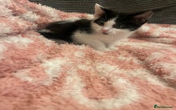 Mixed Breed cats for sale: 5 beautiful kittens looking for forever home  - Image 1