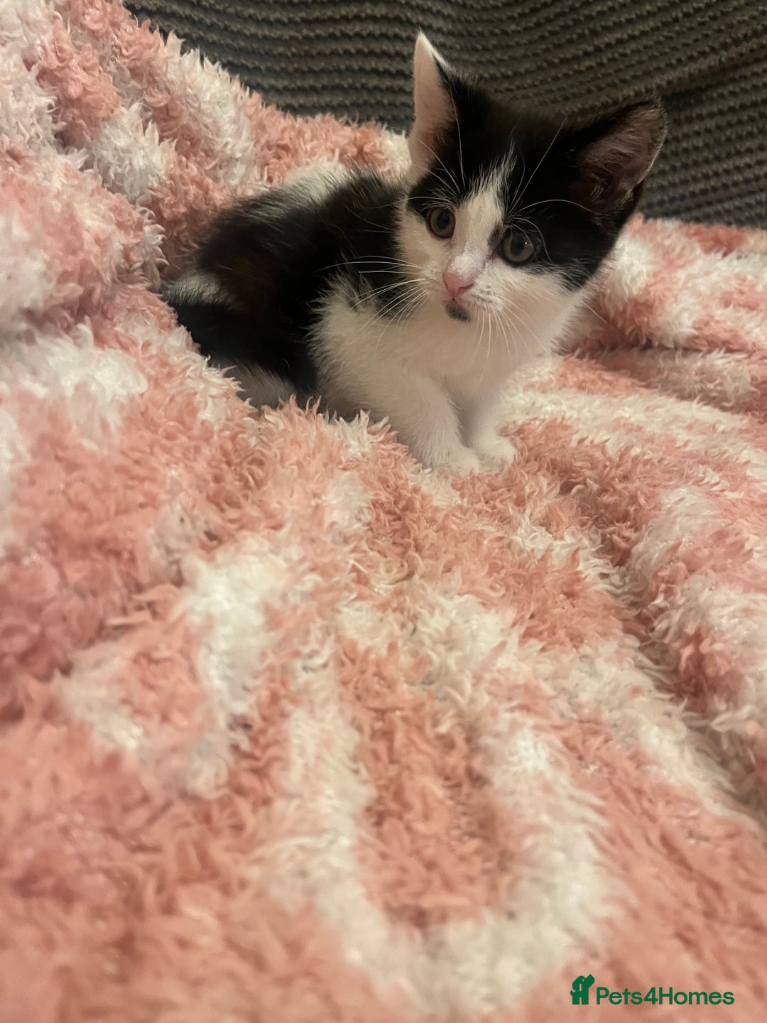 Mixed Breed cats for sale: 5 beautiful kittens looking for forever home  - Image 1