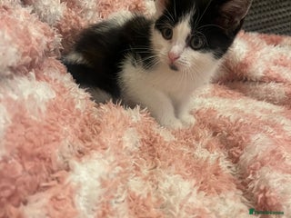 Mixed Breed cats - Advert 13