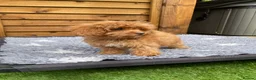 Cockapoo dogs for sale: Tiny Toy F1B Cockapoos. FULLY VAX’D! LAST 2 BOYS!! - Advert 20