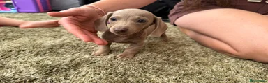 Miniature Dachshund 3