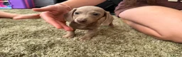 Miniature Dachshund dogs for sale: Miniature dachshund - Advert 7