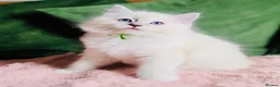 Ragdoll cats for sale: 💙 ACTIVE REGISTERED RAGDOL, DNA TESTED PARENTS 💙 - Advert 25