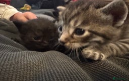 British Shorthair cats for sale: Kittens  - Advert 9