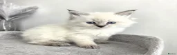 Siberian cats for sale: 🤩Champion bloodlines neva masquerade siberians🤩 - Advert 6