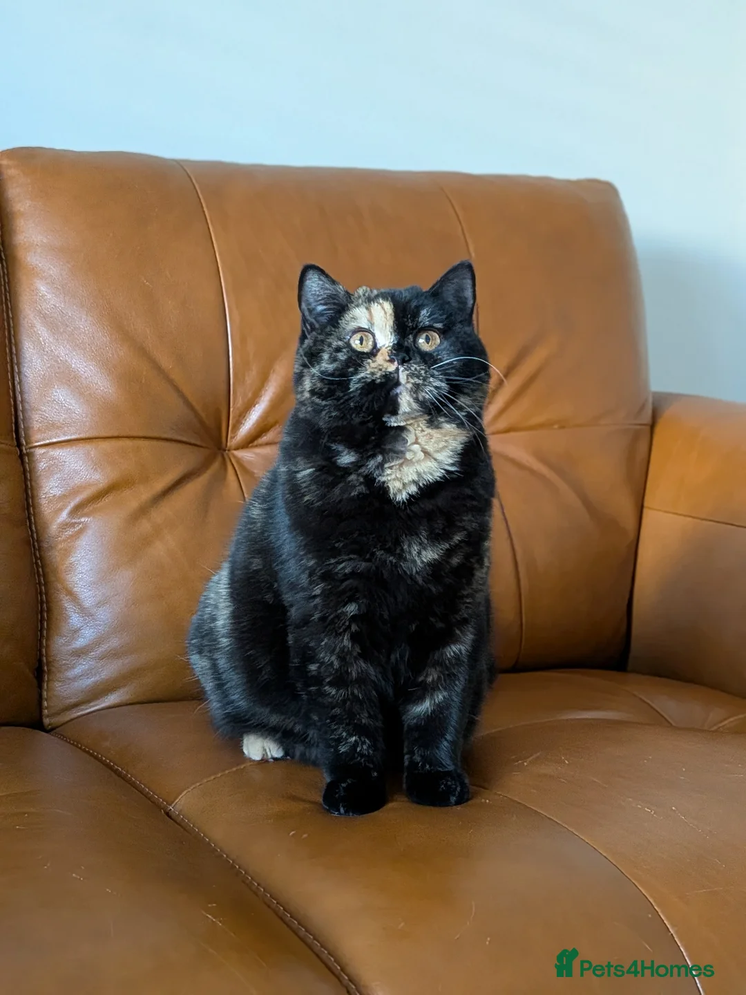 British Shorthair cats for sale: British Shorthair  - Advert 1