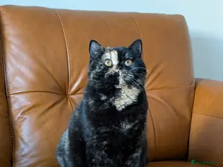 British Shorthair cats British Shorthair - Advert 3