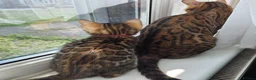 Bengal cats for sale: ⚜️Bengal kittens Tica registered ⚜️ - Advert 5