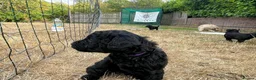 Double Doodle dogs for sale: Labradoodle/Sproodle X - Advert 14