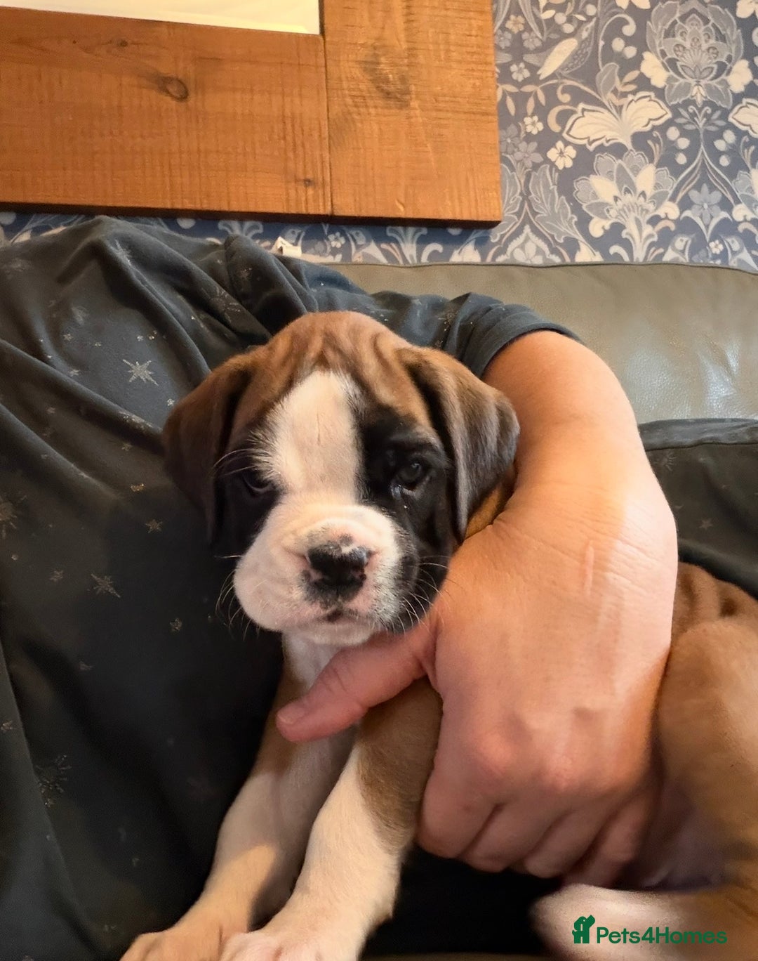 Boxer dogs for sale:  ⭐️ Fully health checked KC registered ⭐️ - Advert 3