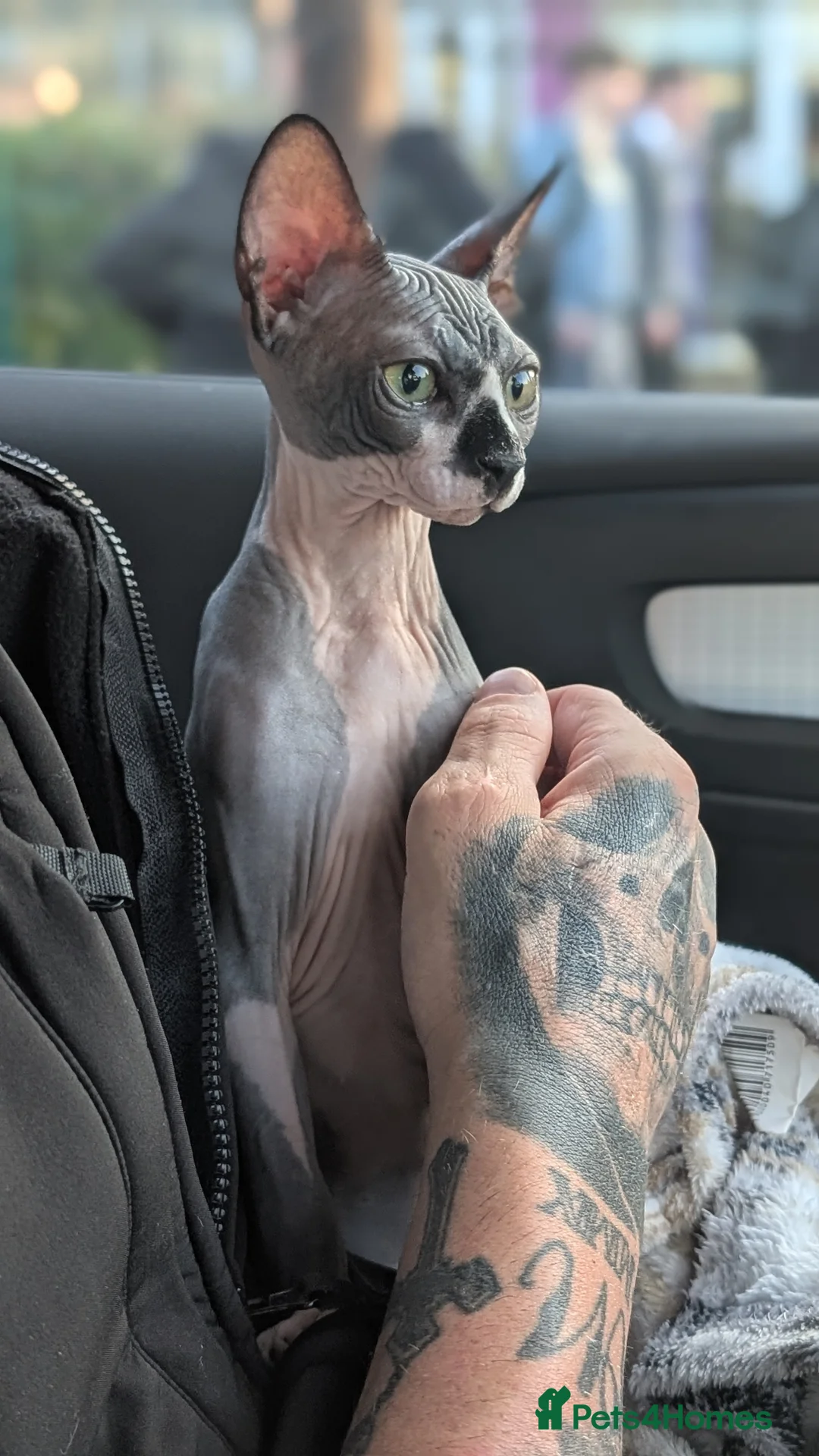 Sphynx cats for sale: 6 month female sphynx kitten - Advert 2