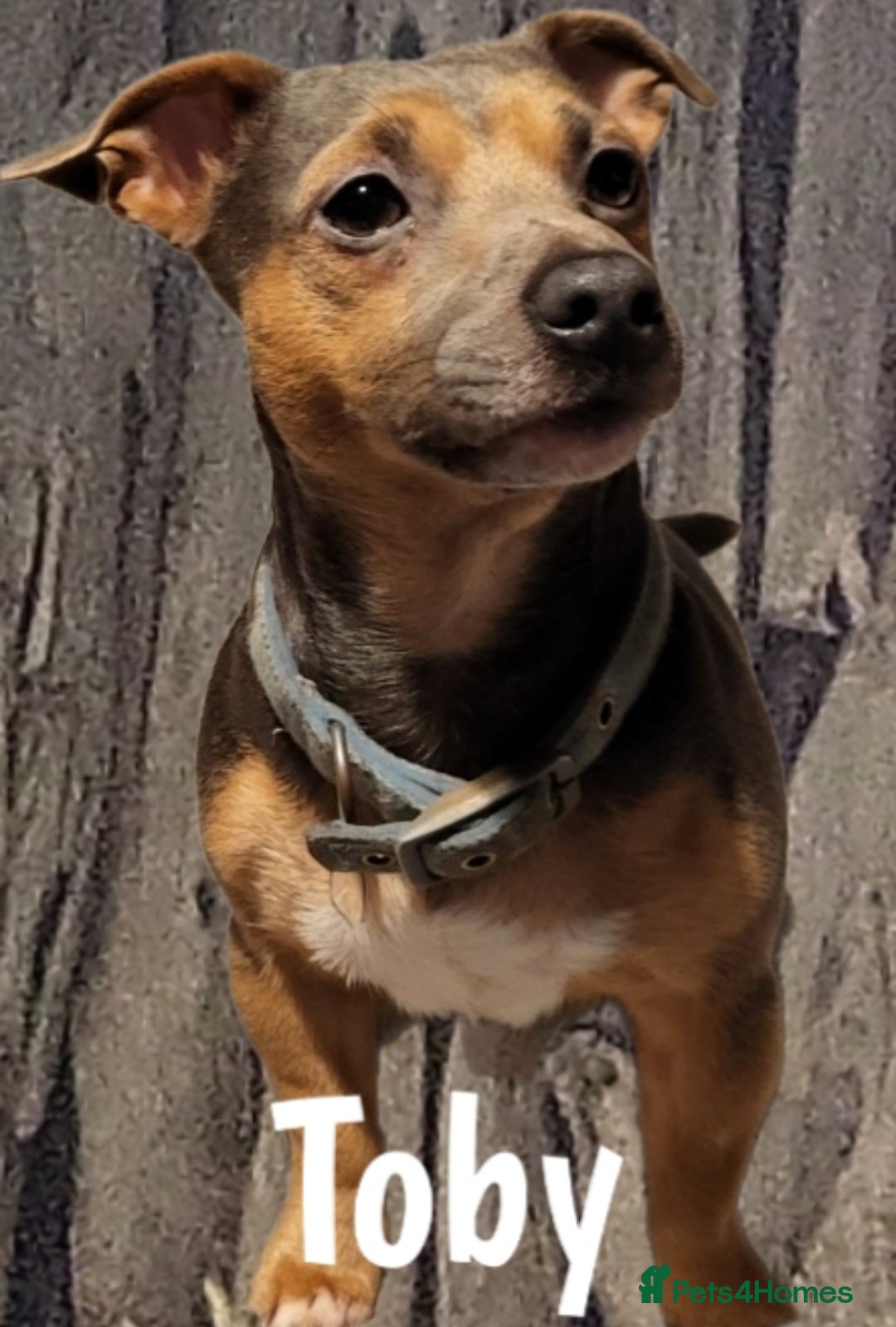 Jack Russell dogs for sale: minature jack russell puppies - Image 15