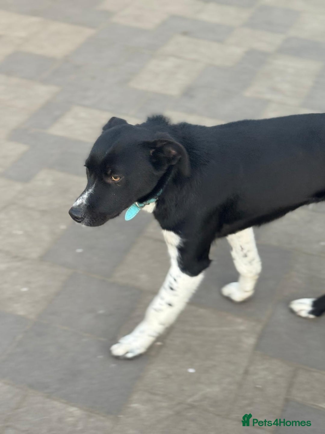 Mixed Breed dogs for adoption: Gorgeous Maylo looking for love - Advert 21