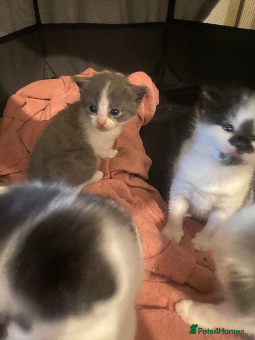 Mixed Breed cats for sale: Beautiful fluffy kittens - Advert 1