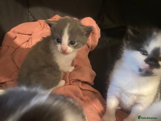Mixed Breed cats Beautiful fluffy kittens - Advert 1