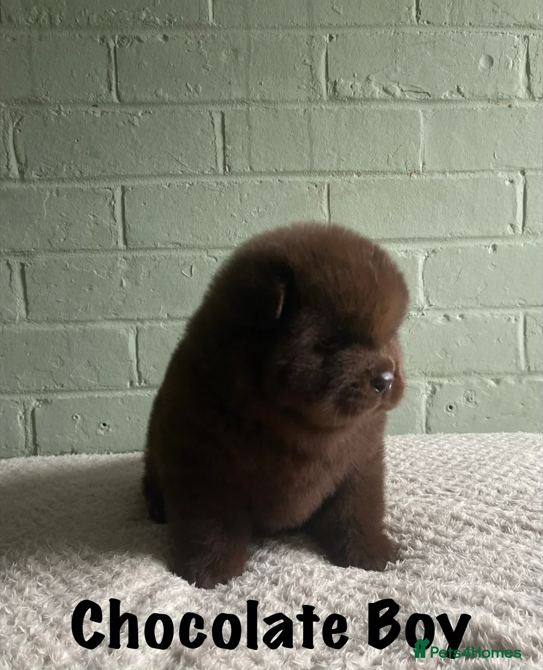 Chow Chow dogs for sale: 🌟QUALITY CHOW CHOW PUPPIES–CHAMPION BLOODLINES🌟 - Advert 4