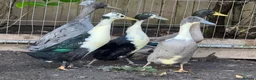 Ducks poultry for sale: Beautiful young Runner Ducks - Drakes - Advert 2