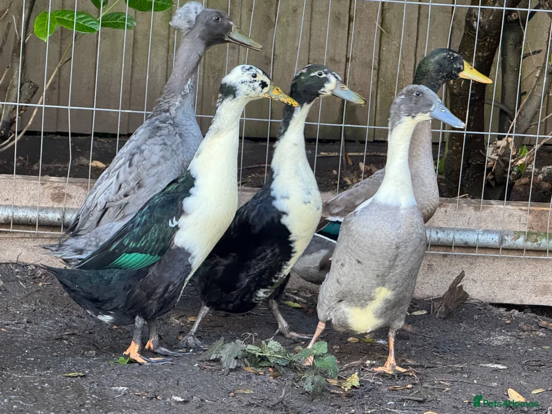 Ducks poultry for sale: Beautiful young Runner Ducks - Drakes - Advert 2