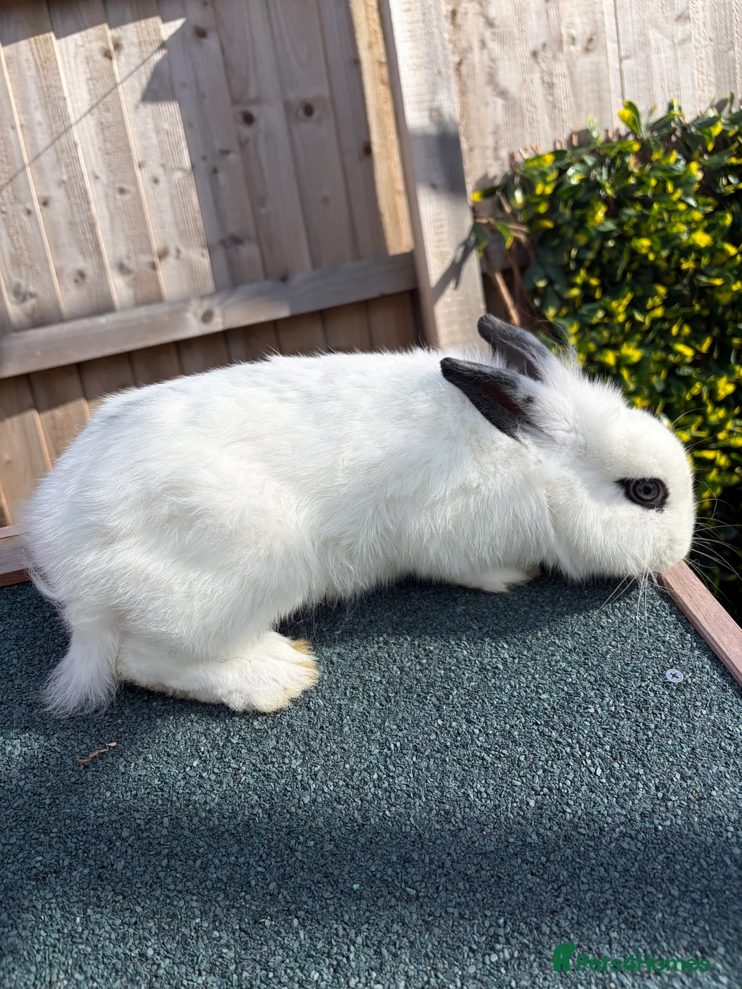 Lionhead rabbits for sale: Lionhead Rabbit 5 Months  in Alfreton - Advert 1