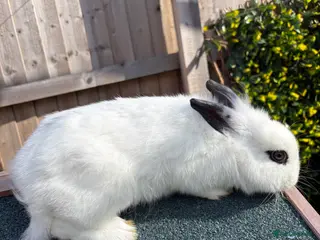 Lionhead rabbits Lionhead Rabbit 5 Months - Advert 1