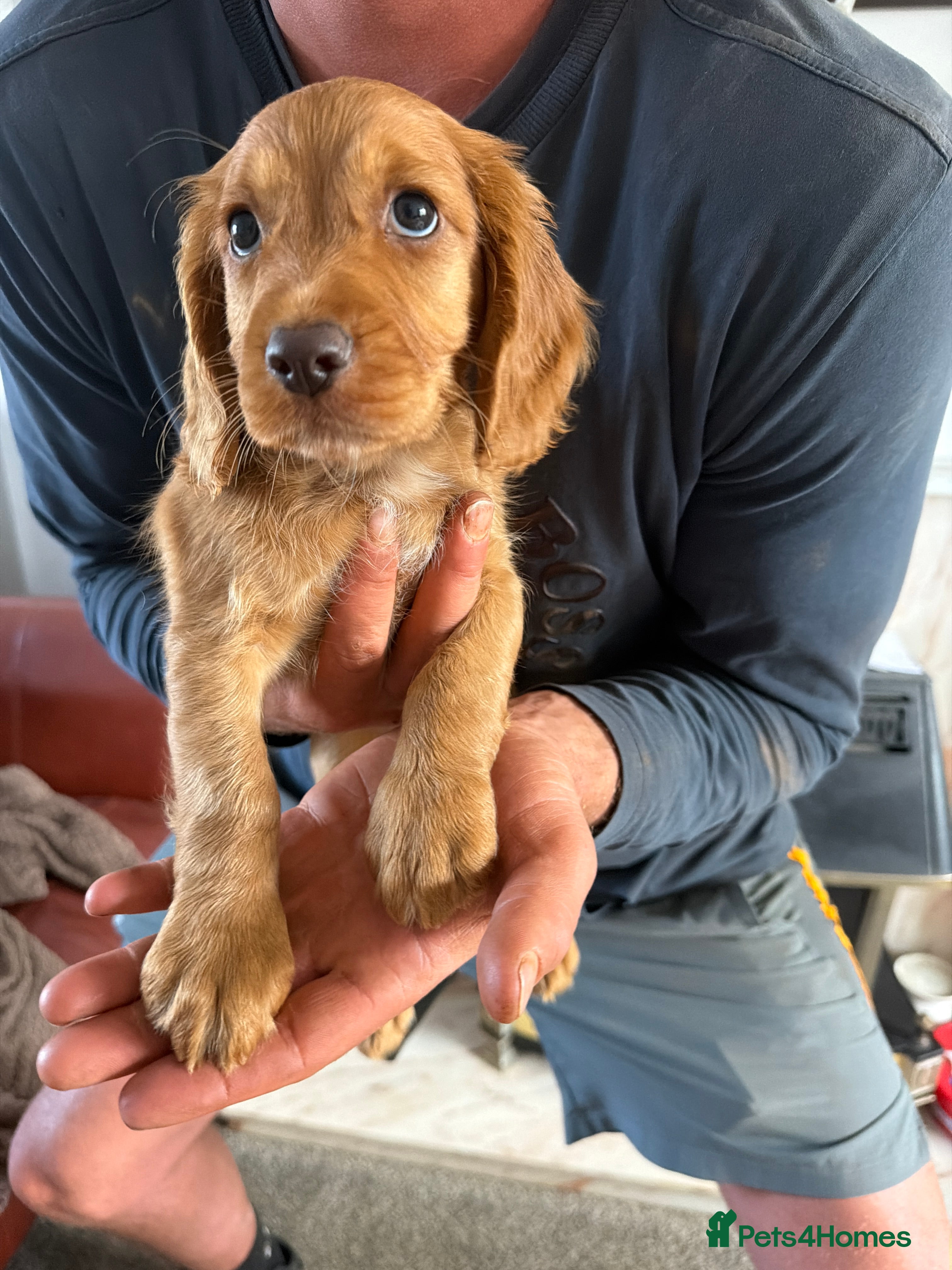 Cocker Spaniel dogs Red KC reg working cocker spaniels  - Advert 2