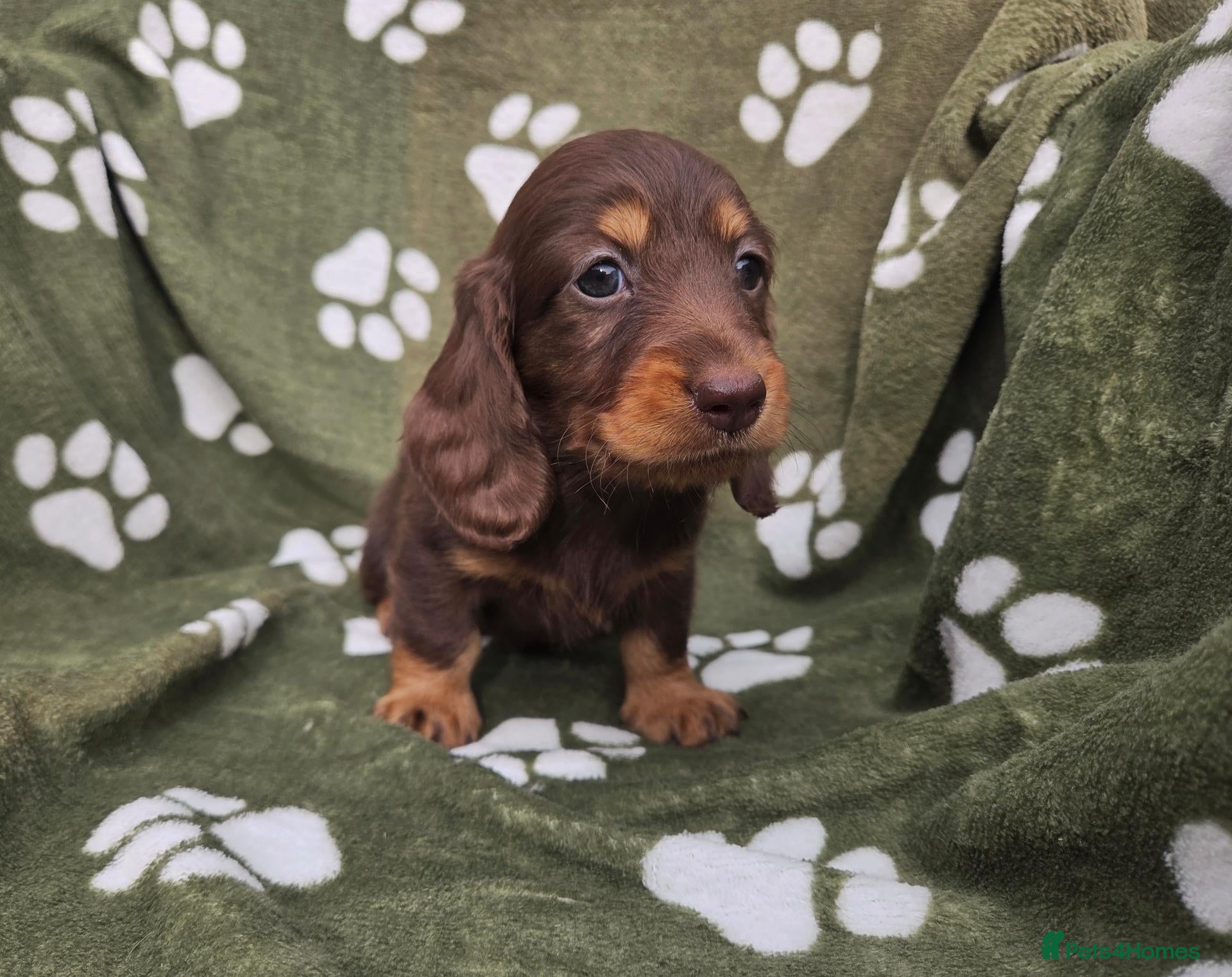 Miniature Dachshund dogs Stunning KC Registered Longhaired Mini Dachshunds - Advert 1