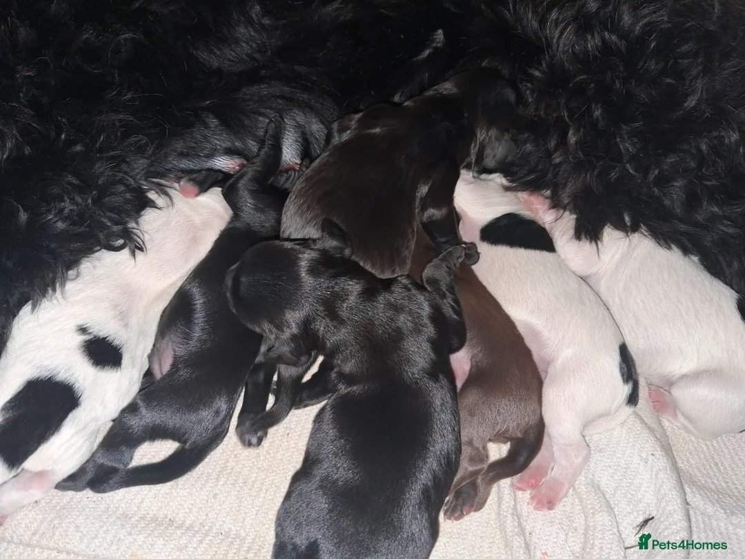Mixed Breed dogs for sale: ☆six beautiful male puppys seeking forever homes☆ - Advert 4