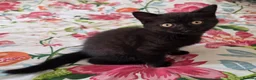 British Shorthair cats for sale: British shorthair kittens - Advert 4