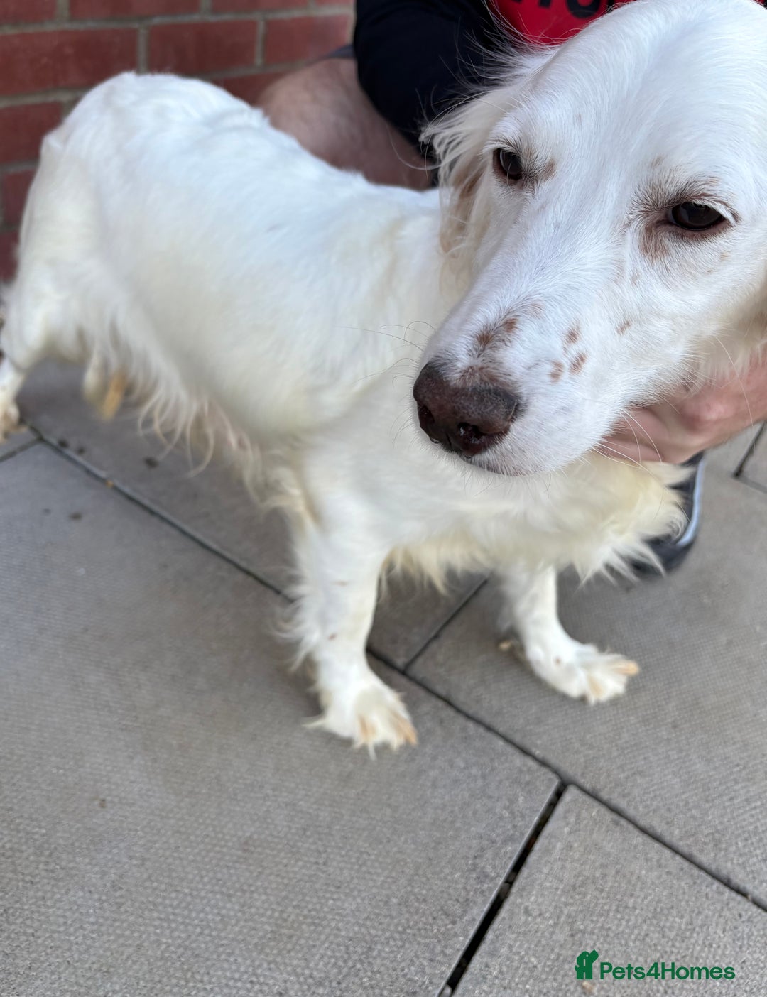 Cockapoo dogs for sale: Cockapoo puppies - Image 5