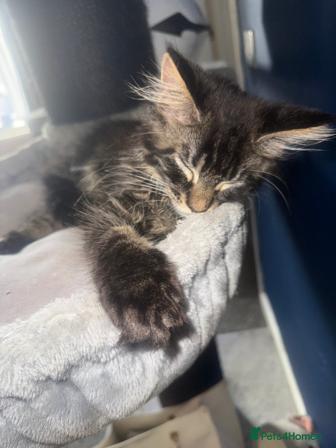 Maine Coon cats for sale: Last super loving boy left tica reg + vaccinated - Image 17