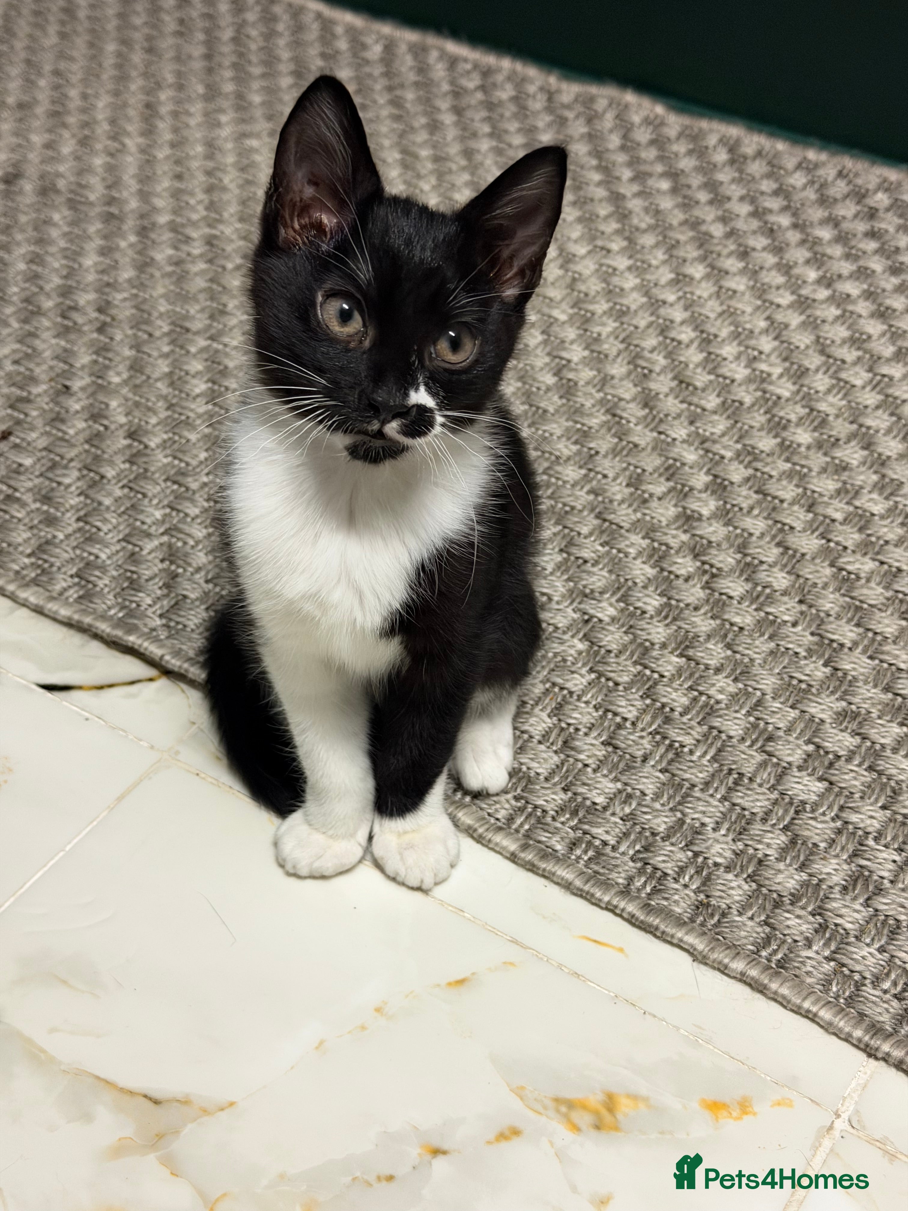 Mixed Breed cats Absolutely stunning female and male kittens  - Advert 15