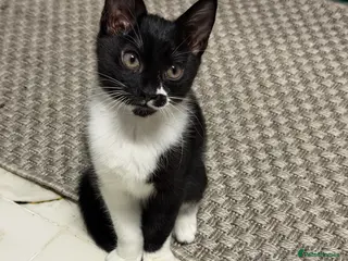 Mixed Breed cats Absolutely stunning female and male kittens - Advert 15