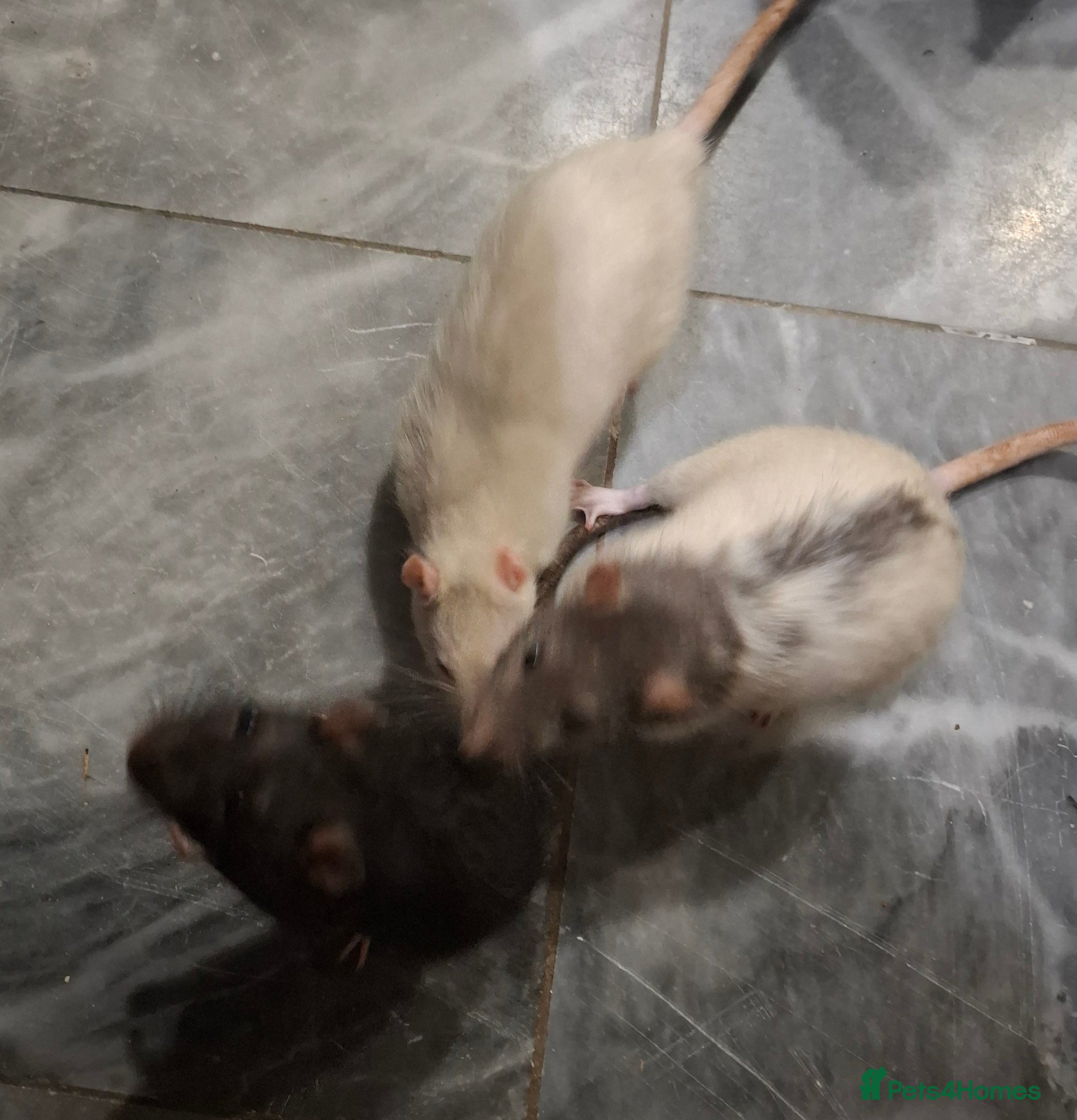 Rat rodents 3 male rats for sale - Advert 1
