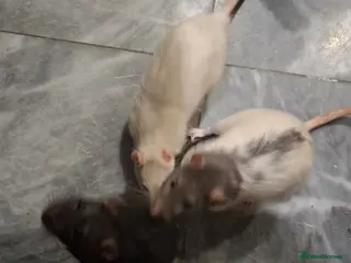 Rat rodents 3 male rats for sale - Advert 1