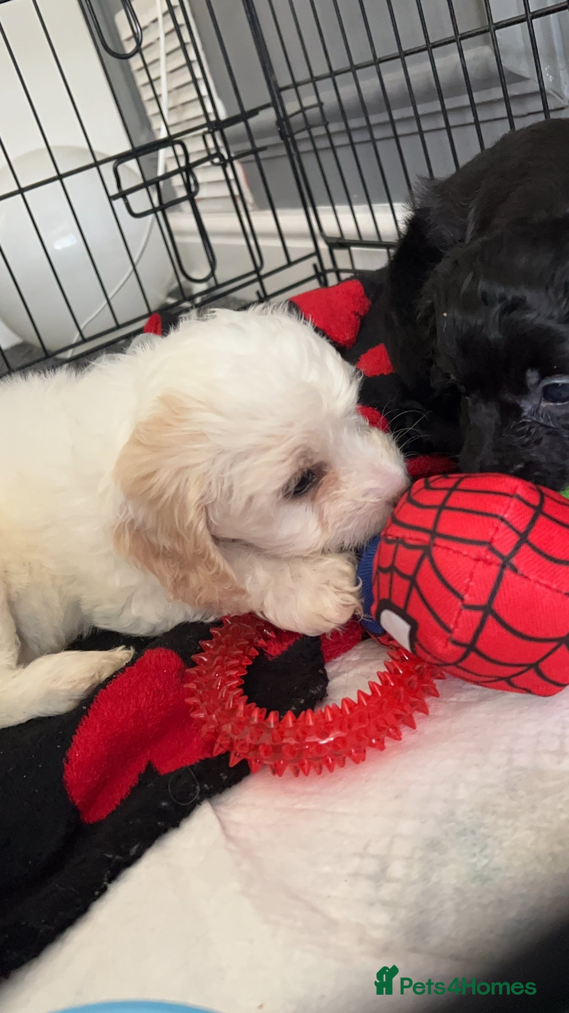 Mixed Breed dogs Ready Now Shihpoo X Sproodle - Advert 14