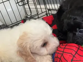 Mixed Breed dogs Ready Now Shihpoo X Sproodle - Advert 2