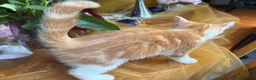 Mixed Breed cats for sale: Ginger Calico Tuxedo Kittens London-Richmond Sale - Advert 9