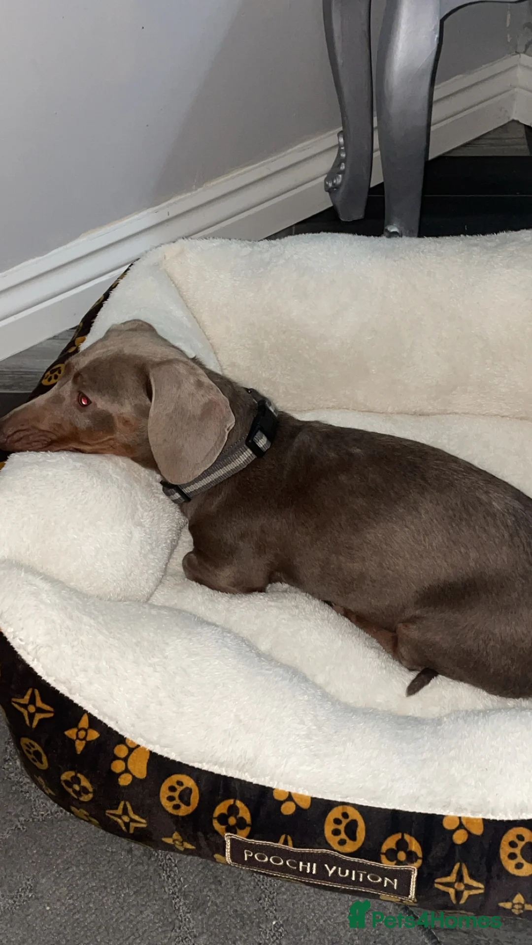 Miniature Dachshund dogs for sale: Dachshund Silver Delph  - Advert 3