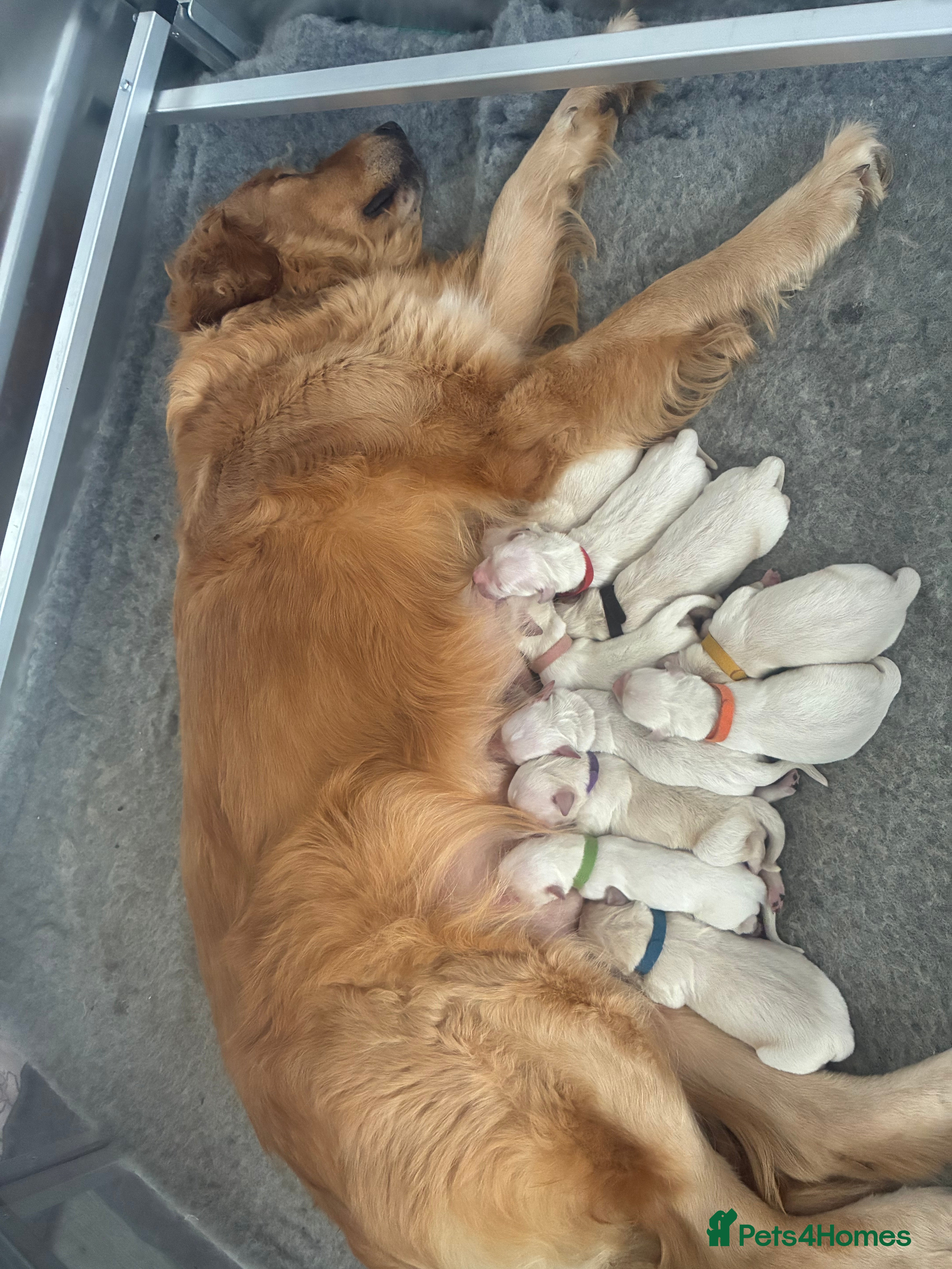 Golden Retriever dogs Golden retriever puppies  - Advert 13