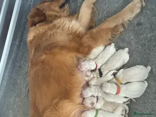 Golden Retriever dogs Golden retriever puppies - Advert 13