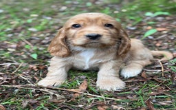 Cocker Spaniel dogs for sale: BEAUTIFUL KC SHOW TYPE COCKER SPANIELS  - Image 27