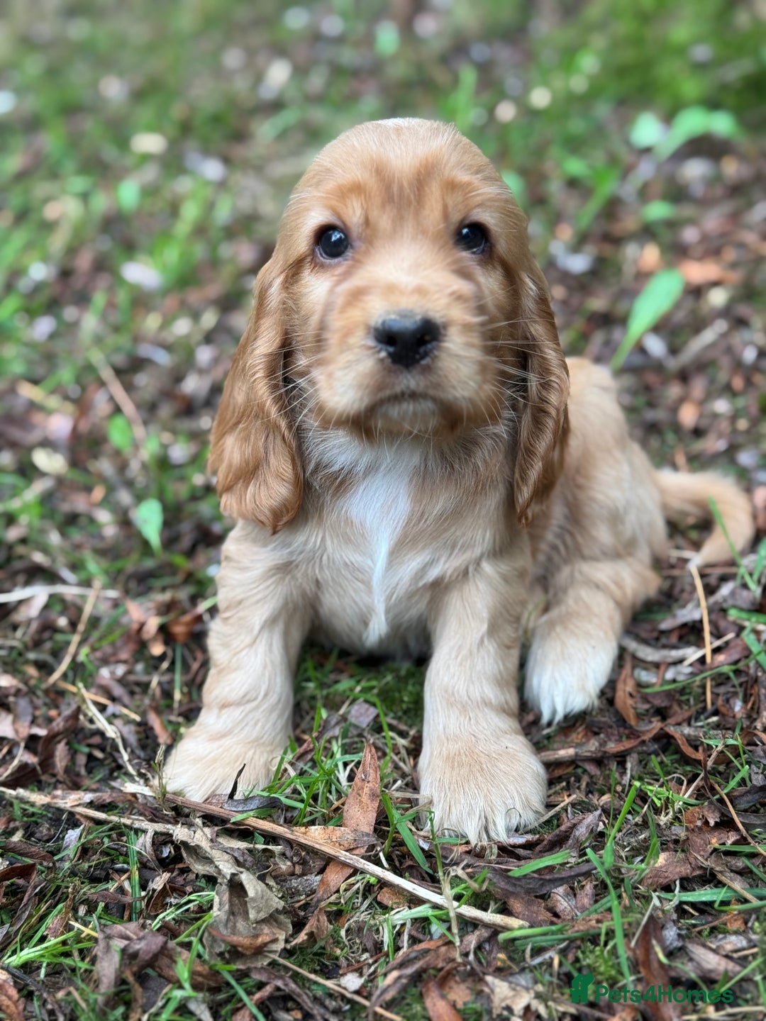 Cocker Spaniel dogs for sale: BEAUTIFUL KC SHOW TYPE COCKER SPANIELS  - Image 27