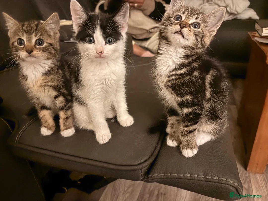 Domestic Shorthair cats for sale: 4 kittens in Telford - Advert 1