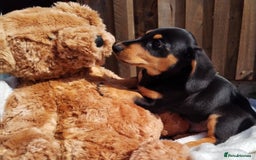 Miniature Dachshund dogs for sale: Mini dachshund  - Image 11
