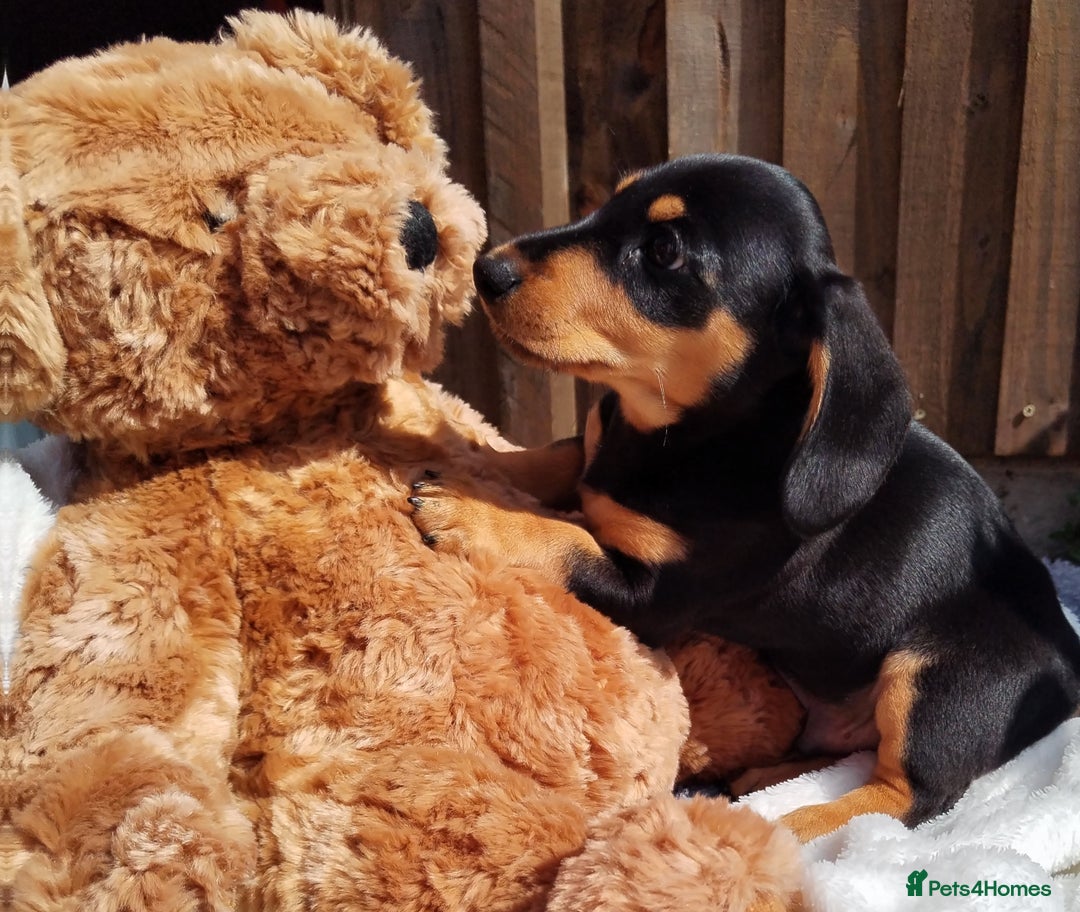 Miniature Dachshund dogs for sale: Mini dachshund  - Image 11