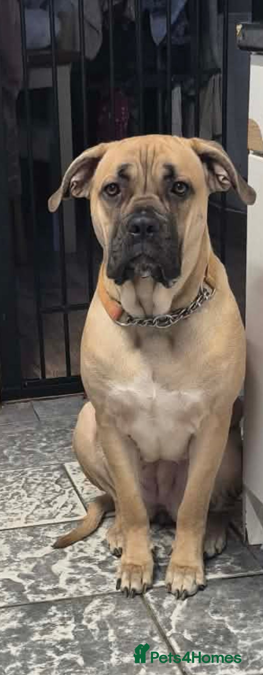 Cane Corso dogs Nearly 2 year old corso girl - Advert 14